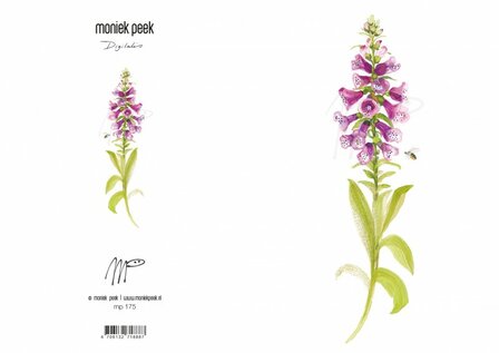 MP175 Digitalis