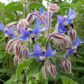 SSBOM-ST - Starflower