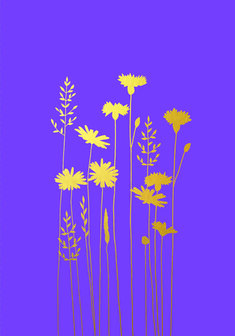 BR008 - Cornflowers &amp; Daisies