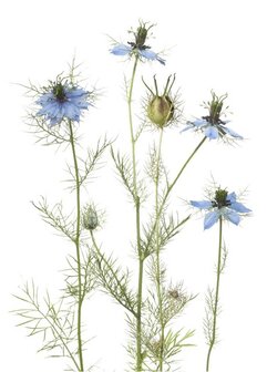 PK159 Nigella