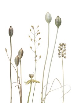 PK183 Tulpenfr&uuml;chte