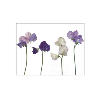 MS004 Wicken, blau