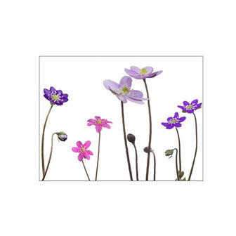 MS031 Hepatica