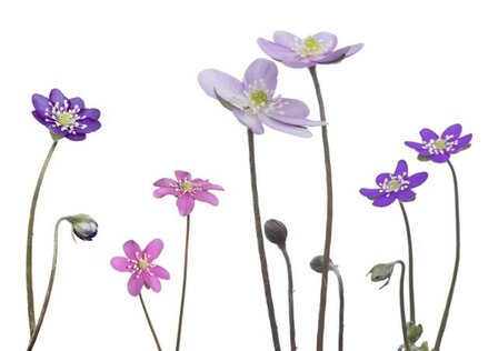 MS031 Hepatica