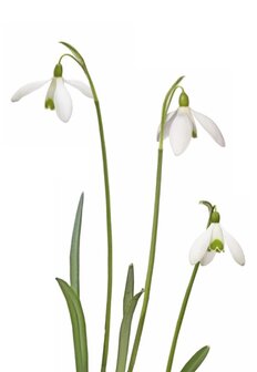 MS032 Schneegl&ouml;ckchen