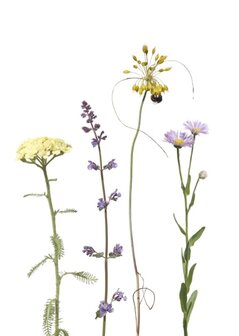 MS033 Bienenwiese 1