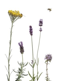 MS034 Bienenwiese 2
