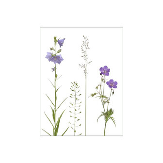 MS035 Wiese blau