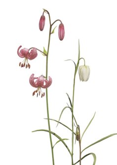 MS037  Lilium