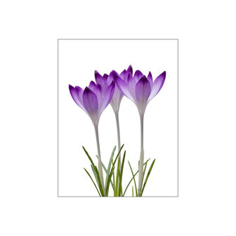 MS050 Crocus heuffelianus