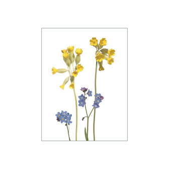 MS071  Fr&uuml;hling