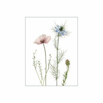 MS073 Nigella