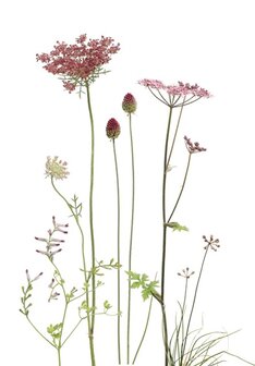 MS076 Wilde m&ouml;hre