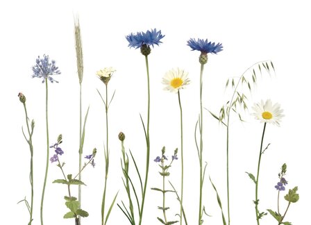 KL062 Kornblumenwiese