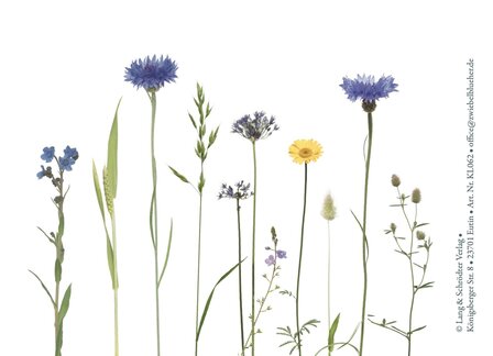 KL062 Kornblumenwiese