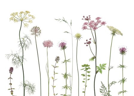 KL063 Doldenbl&uuml;tler