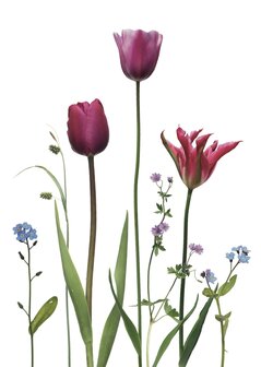 KL064 Tulpen &amp; Vergissmeinnicht