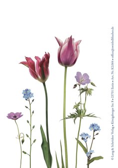 KL064 Tulpen &amp; Vergissmeinnicht