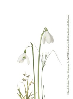 KL065 Schneegl&ouml;ckchen