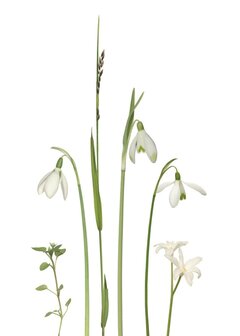 PK239 Schneegl&ouml;ckchen