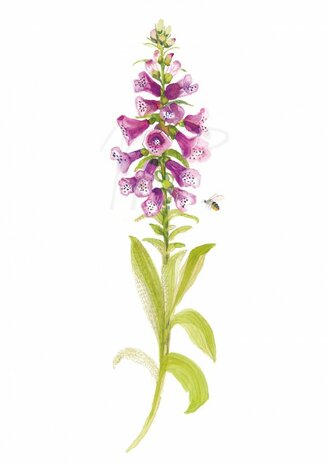 MP175 Digitalis