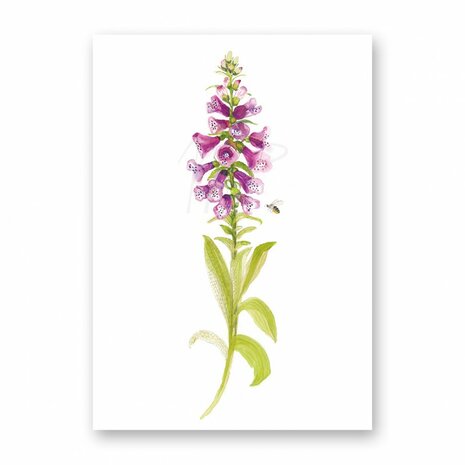 MP175 Digitalis