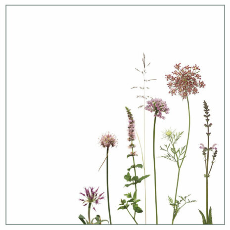 FA01-32 Sticker Allium & Karotte