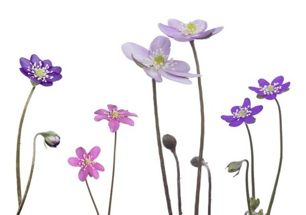 MS031 Hepatica