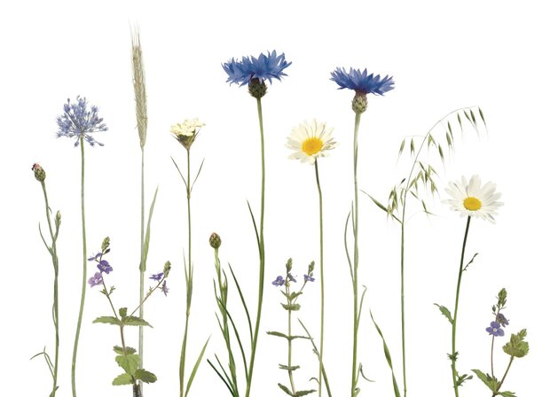 KL062 Kornblumenwiese