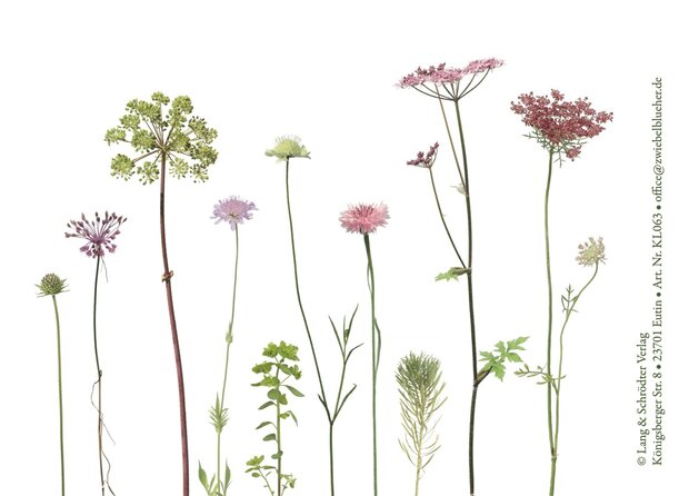 KL063 Doldenbl&uuml;tler