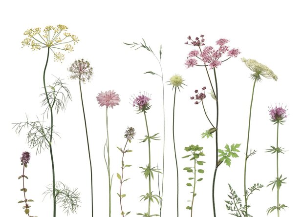 KL063 Doldenbl&uuml;tler