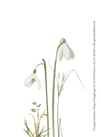KL065 Schneegl&ouml;ckchen