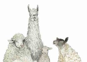 OTH004 - Playing Sheep