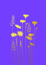 BR008 - Cornflowers & Daisies