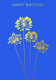 BR031 - Agapanthus Birthday