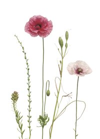 PK213 Rosa Mohn