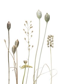 PK183 Tulpenfrüchte