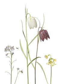 PK201 Fritillaria hochkant