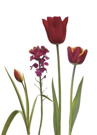 PK206 Rote Tulpen