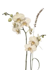 KL056 Phalaenopsis