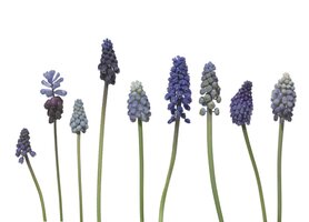 PK031 Muscari