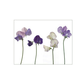 MS004 Wicken, blau