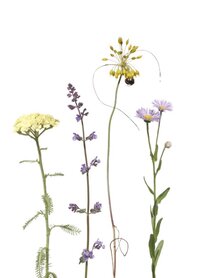 MS033 Bienenwiese 1