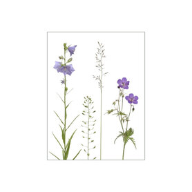MS035 Wiese blau