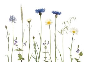 KL062 Kornblumenwiese