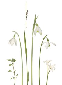 KL065 Schneeglöckchen