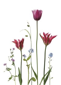 PK238 Tulpen & Vergissmeinnicht