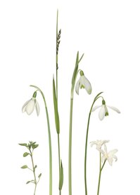 PK239 Schneeglöckchen